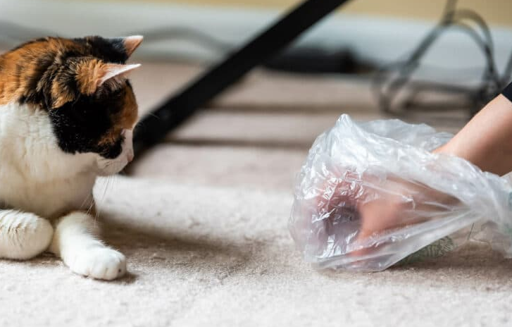 Jangan Kesal Dulu! Berikut Adalah 3 Alasan Kenapa Kucing Kampung Suka Berak di Keset