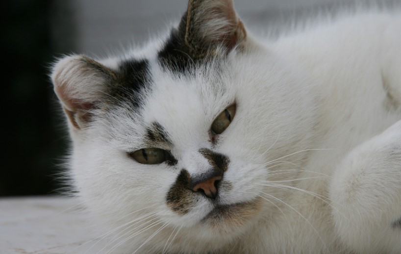 Kucing Bisa Kena Kanker? Berikut 4 Tanda Kucing Mengidap Kanker yang Perlu Kamu Perhatikan!