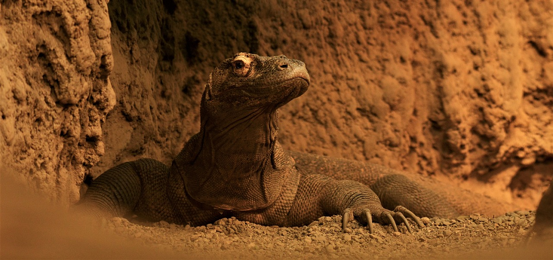 Ternyata Satu Jenis Dengan Biawak! Ini 3 Fakta Unik Komodo Yang Belum Kamu Ketahui, Simak Penjelasannya