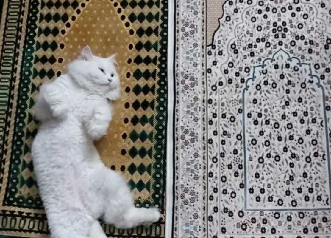 Padahal Jadi Hewan Favorit Nabi Muhammad SAW Kenapa Kucing Tidak Masuk Surga? Oh Ternyata...