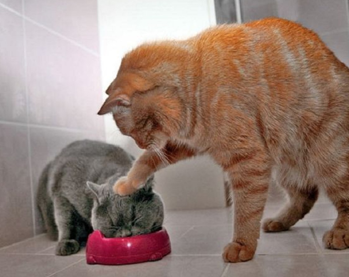 5 Poin Penting Dalam Memberikan Makanan Kucing Sesuai Dengan Takaran Usianya, Para Pemilik Anabul Wajib Baca!