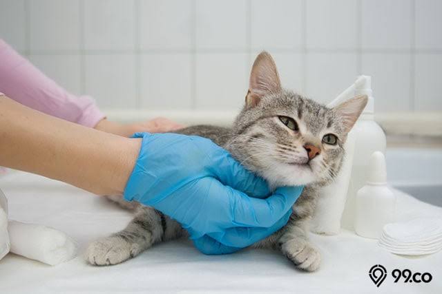 Ragam Manfaat Sterilisasi Kucing yang Jarang Diketahui, Ternyata Sangat Penting Untuk Kesehatan Kucing!