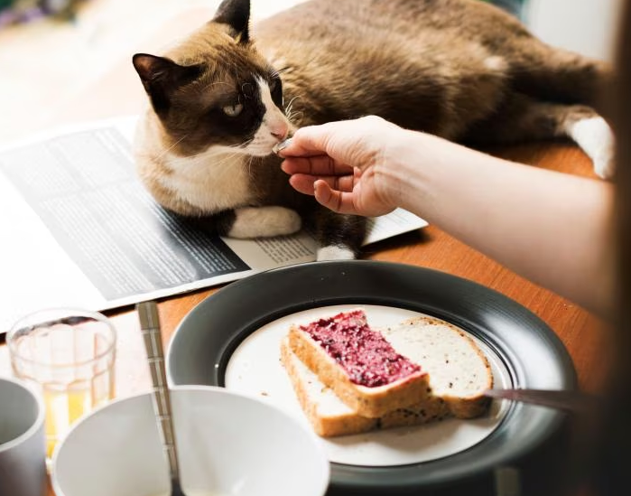Apakah Kucing Boleh Makan Roti? Simak Penjelasannya dan Efeknya ke Kucing