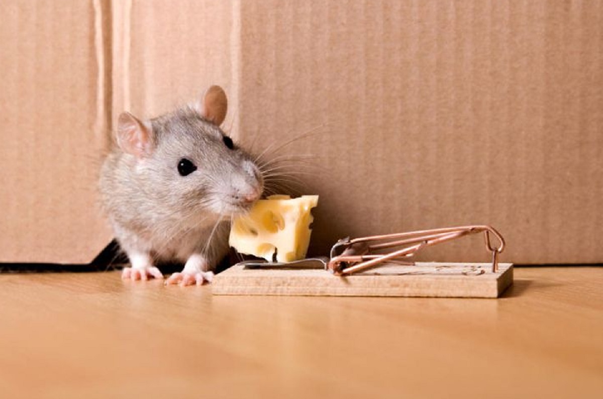 5 Cara Mengusir Tikus Dari Rumah, Yuk Simak Cara Mengusir Hewan Hama Yang Satu Ini