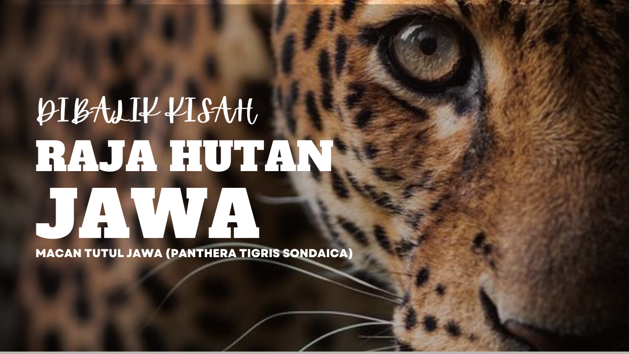 Mengenal Lebih Dalam Penguasa Tertinggi Hutan Jawa, Macan Tutul Jawa