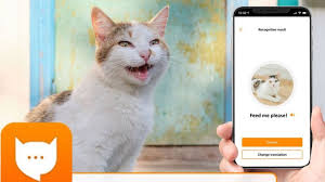 Canggih! 4 Aplikasi Penerjemah Bahasa Kucing yang Bisa Mengolah Suara Kucing menjadi Bahasa Manusia