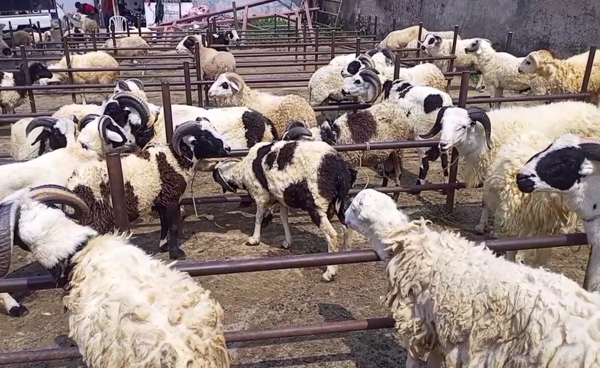 Menjelang Lebaran Haji, Pedagang Kambing di Pasar Hewan Ancaran Mulai Menerima Pesanan dari Jabodetabek