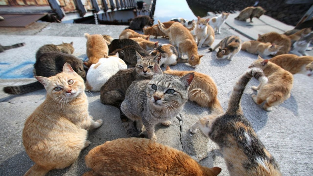 Bisa Masuk Surga dengan Memelihara Kucing, Inilah 4 Manfaat Memelihara Kucing Menurut Islam Harus Diketahui!