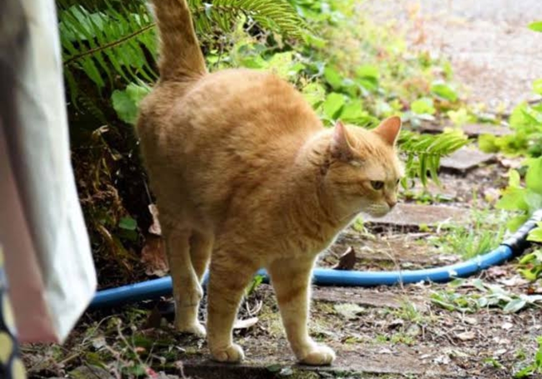 Kucing adalah Hewan Teritorial, Kamu Mungkin Tak Sadar Rumah Sedang 'Dijajah'