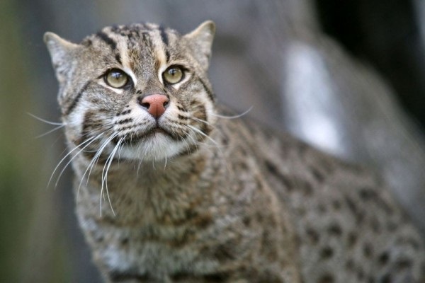 3 Kucing Asal Indonesia Terancam Punah, Ketahui Kucing Apa Saja dan Apa Penyebabnya? Oh ternyata!