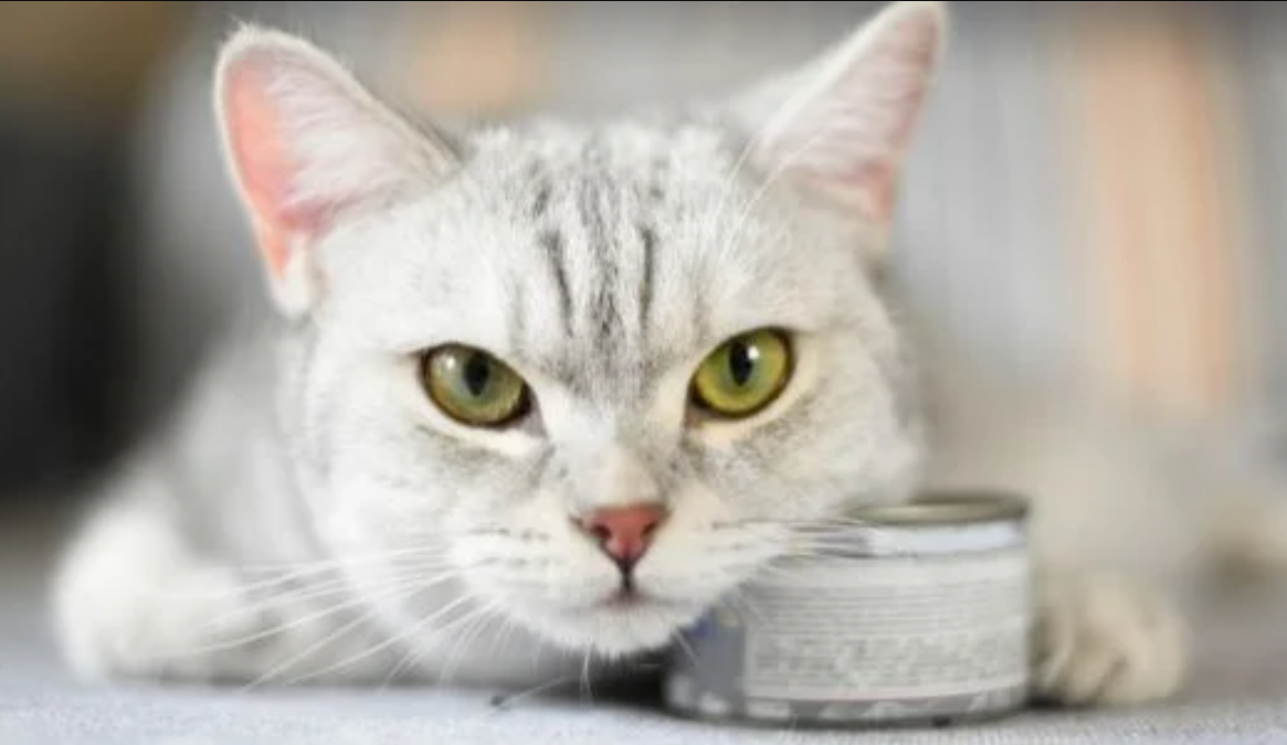 Anabul Mogok Makan? Inilah 5 Penambah Nafsu Makan Kucing yang Bisa Catlovers Coba