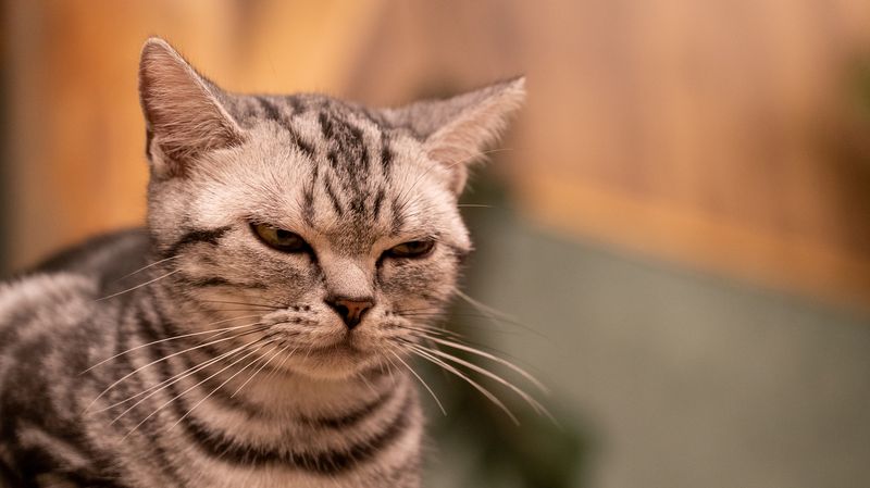 Bisa Bikin Kucing Marah, Inilah 7 Hal yang Tidak Disukai Kucing, No. 3 Masih Sering Dilakukan