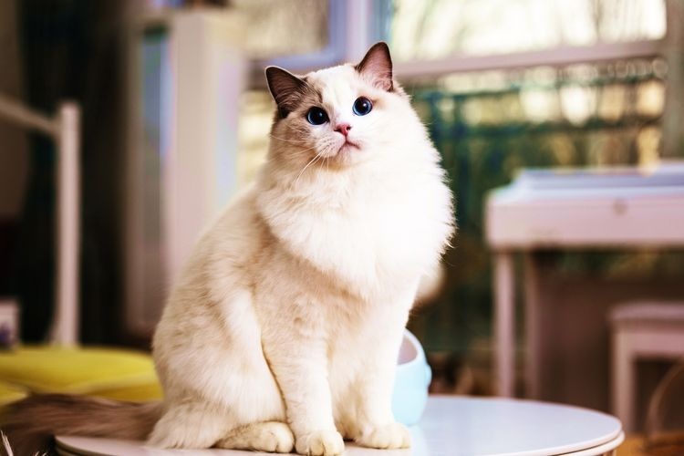 Apakah Benar Usia Terlama Kucing Peliharaan Bisa Mencapai 38 Tahun? Inilah Penjelasan Usia Kucing Peliharaan!