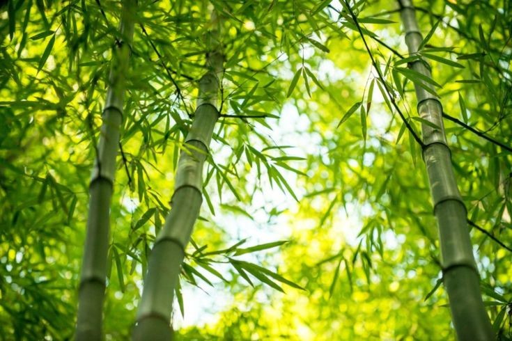 5 Fakta Lucky Bamboo, Tanaman yang Menyeimbangkan Elemen dalam Rumah, Simak Selengkapnya