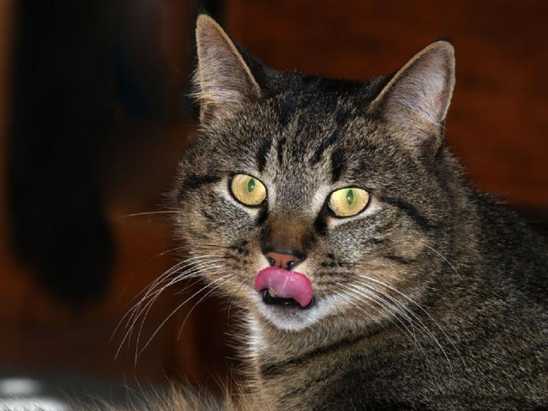 Tidak Perlu Sering Memberi Makan! 2 Makanan Kucing Kampung Dari Bahan Dapur Ini Bisa Buat Anabul Kenyang