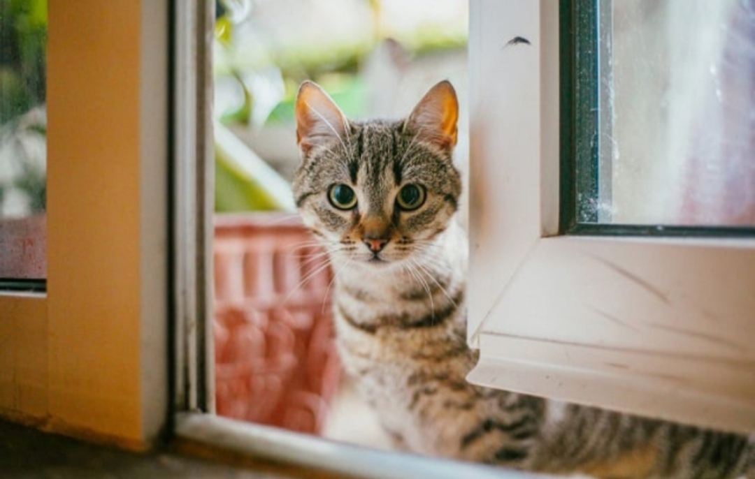 6 Alasan Kucing Liar Datang ke Rumah Menurut Islam, No 4 untuk Ajarkan agar Saling Berbagi! 