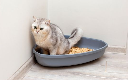 Bau Kotoran Kucing Anda Sangat Menyengat? Ikuti 6 Cara Ampuh Mengurangi Bau Kotoran Kucing Berikut Ini