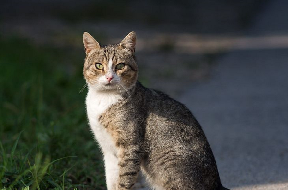 Begini Cara dan Langkah yang Tepat Jika Ingin Adopsi Kucing Liar di Jalan