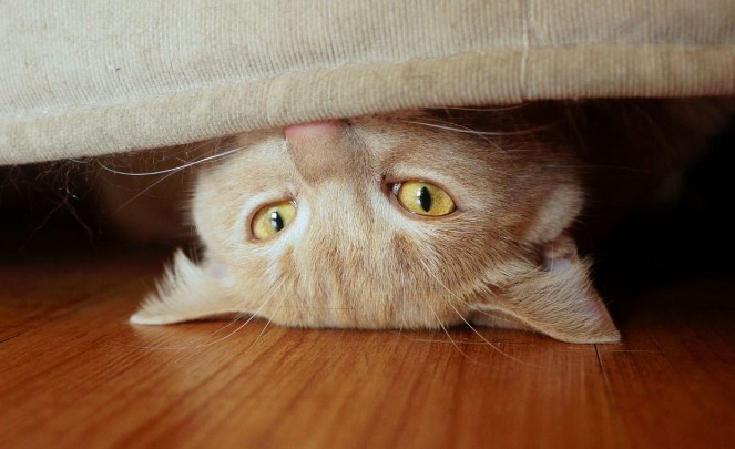 4 Cara Mengatasi Kucing yang Suka Sembunyi, Beserta Alasannya yang Masih Sering Disepelekan!