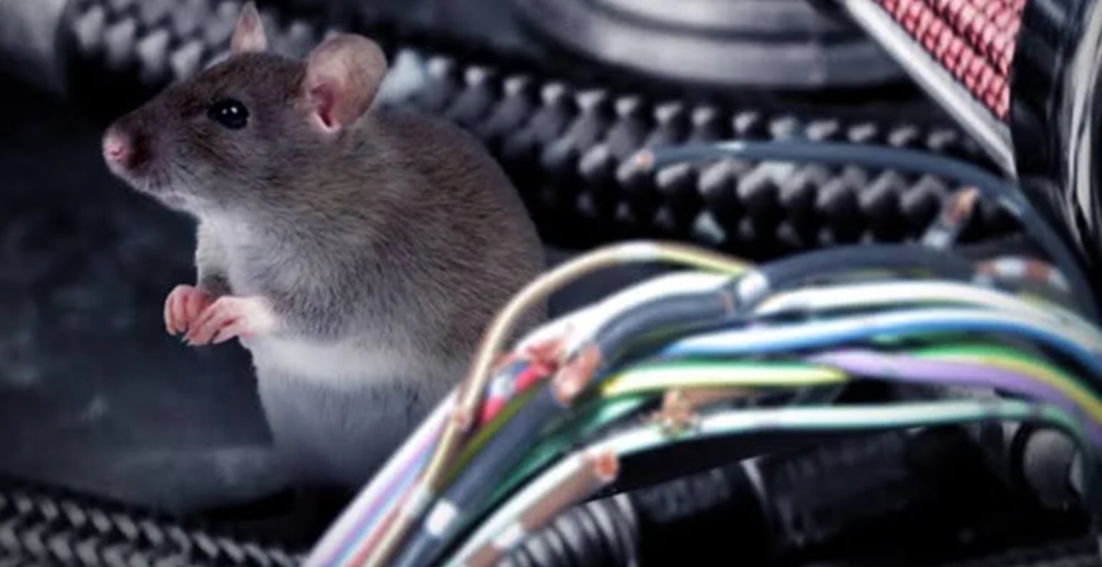 Ini Dia Alasan Tikus Masuk Ke Dalam Kap Mobil, Tikus Senang Dengan Hal Berikut, Oh Ternyata