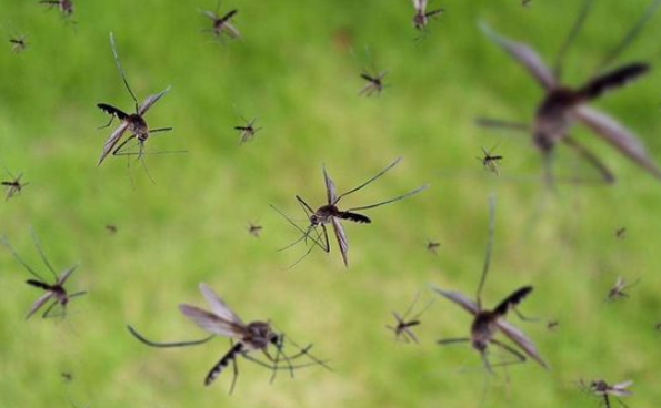 WASPADA! Berikut 5 Ciri Ciri Nyamuk Berbahaya Yang Mengancam Kesehatan