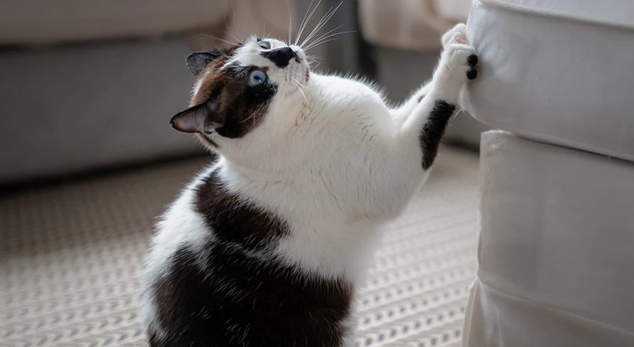 Cara Mengatasi Kucing yang Suka Mencakar, dan 4 Masalah Umum Kucing Lainnya