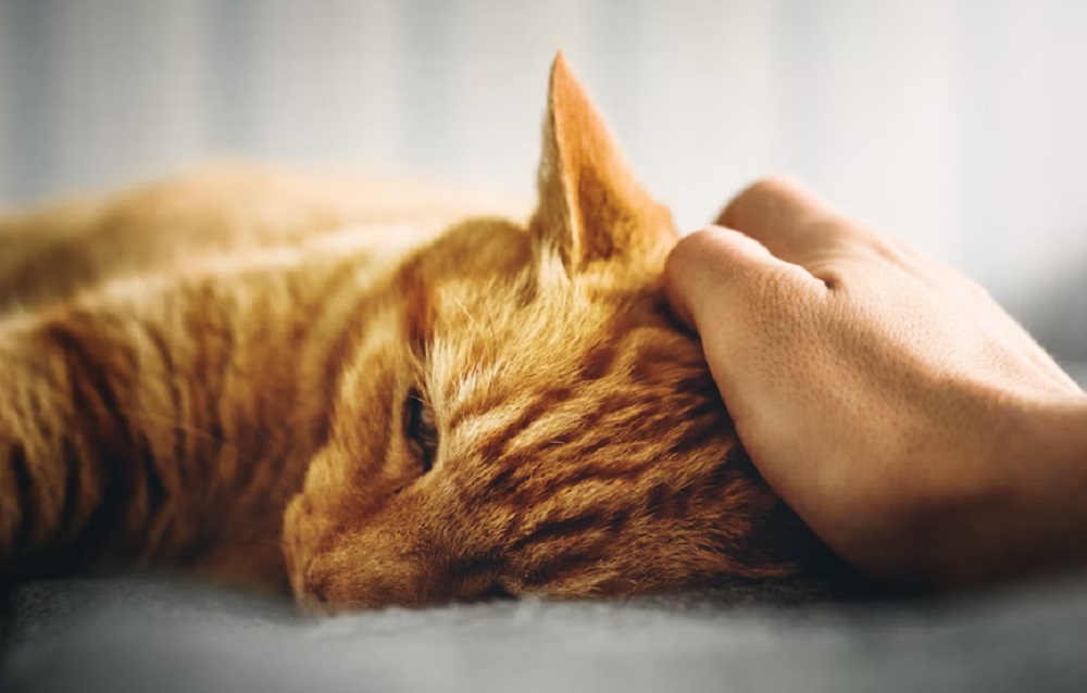 Mengenal 5 Jenis Penyakit Kucing Rumahan Yang Berbahaya Bagi Manusia, Pemilik Anabul Wajib Waspada!