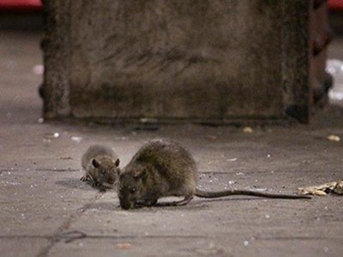 Ternyata Ini yang Menyebabkan Tikus Dapat Bersarang dan Berkembang Biak di Rumah Kita
