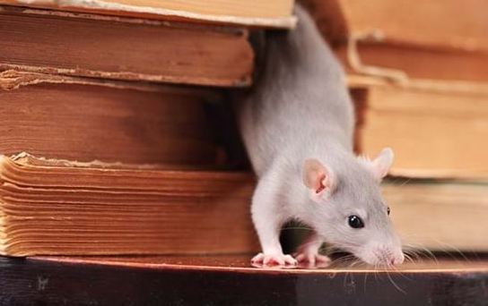 Pantas Banyak Tikus Di Rumah! Ternyata Ada 8 Faktor yang Mengundang Tikus Masuk Rumah, Apa Saja?