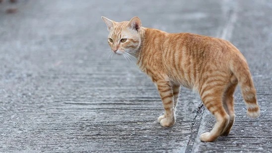 Bikin Kesel Kucing Kampung Berak Sembarangan, Inilah 3 Cara Usir Kucing Tanpa Menyakiti