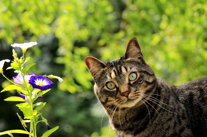 Kucing Liar Singgah di Depan Rumah dapat Membawa Keberuntungan, Lakukan 5 Hal Ini jika Kucing Datang!