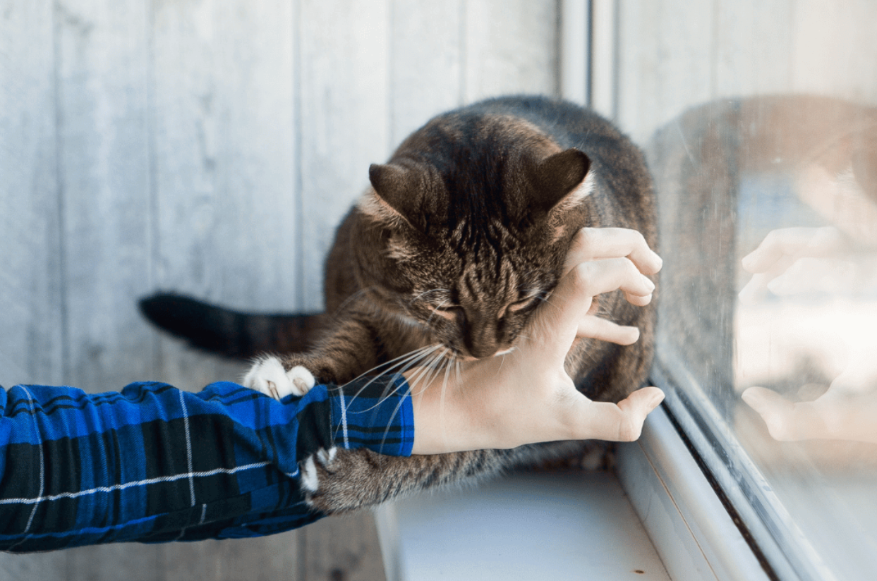 Kenapa Kucing Menggigit Tangan Kita saat Ingin Mengelusnya? Ini Nih 3 Tips agar Anabul Mau Dielus