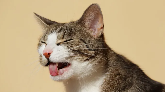 Sering Diabaikan! Ini 4 Penyebab Kucing Peliharaan Muntah yang Wajib Diperhatikan Para Catlovers