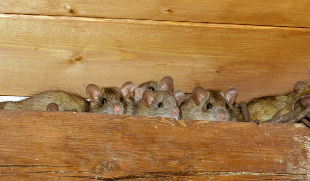 Waspada 3 Tanda Tikus Bersarang di Plafon Rumah Anda, Atap Rumah Sering Berisik di Malam Hari