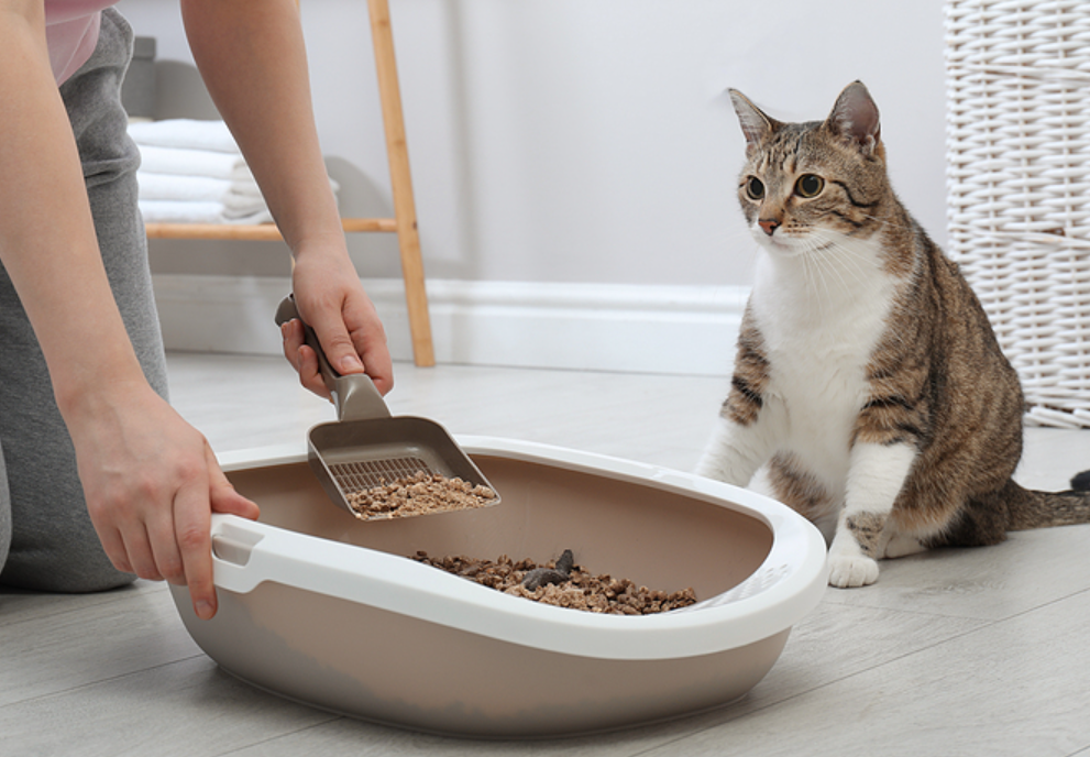 Inilah 5 Cara Mengajarkan Kucing Buang Air di Pasir, Rumah Bersih Bebas Bau Menyengat