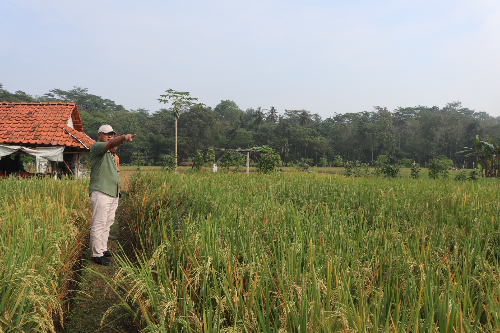 15 Hektare Sawah di Darma Diserang Tikus, Kepala Diskatan Kuningan Turun Tangan Kendalikan Hama
