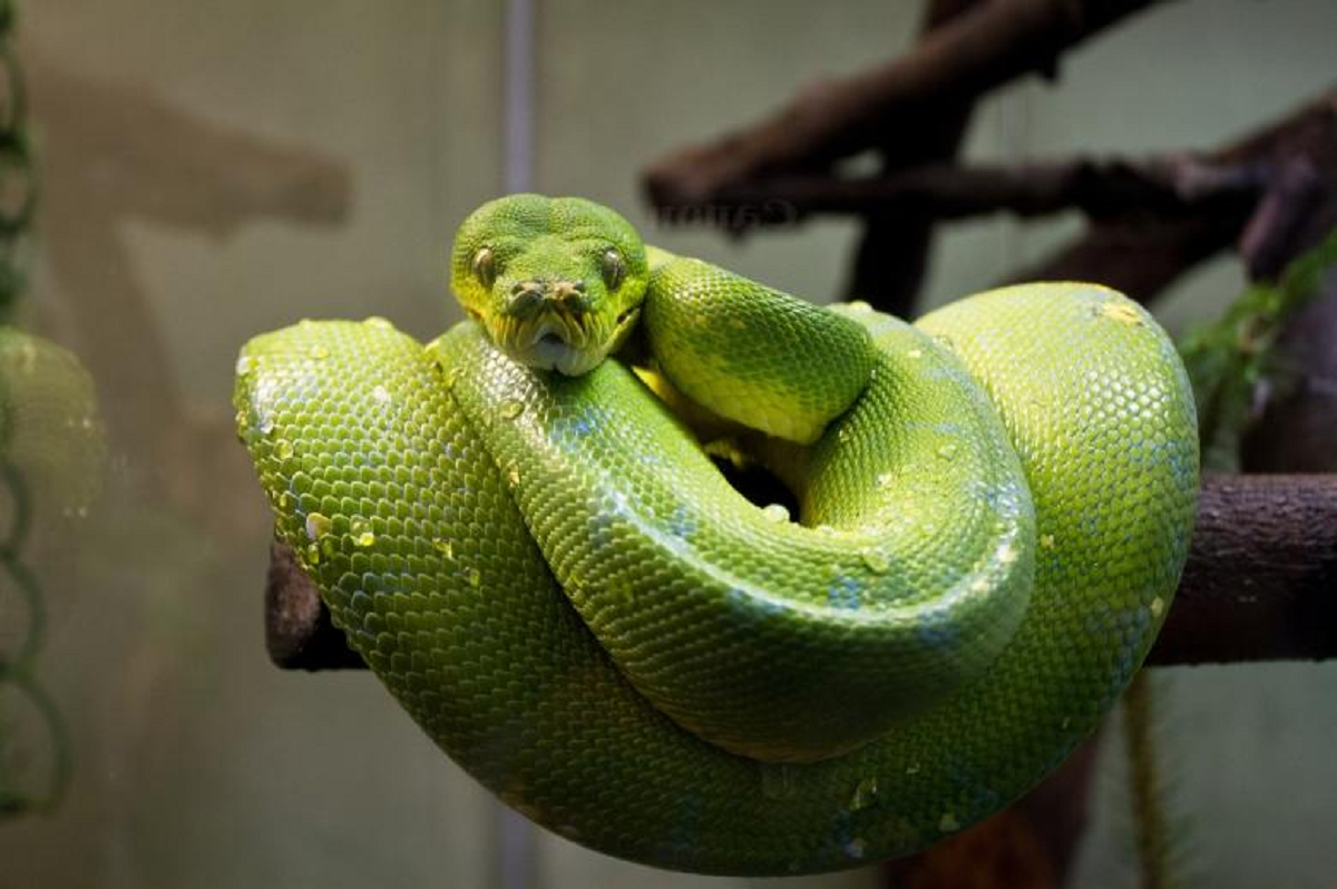 Kenalan Dengan Ular Piton Hijau, Sang Reptil Anggun Yang Diburu Banyak Orang! Berikut Penjelasannya