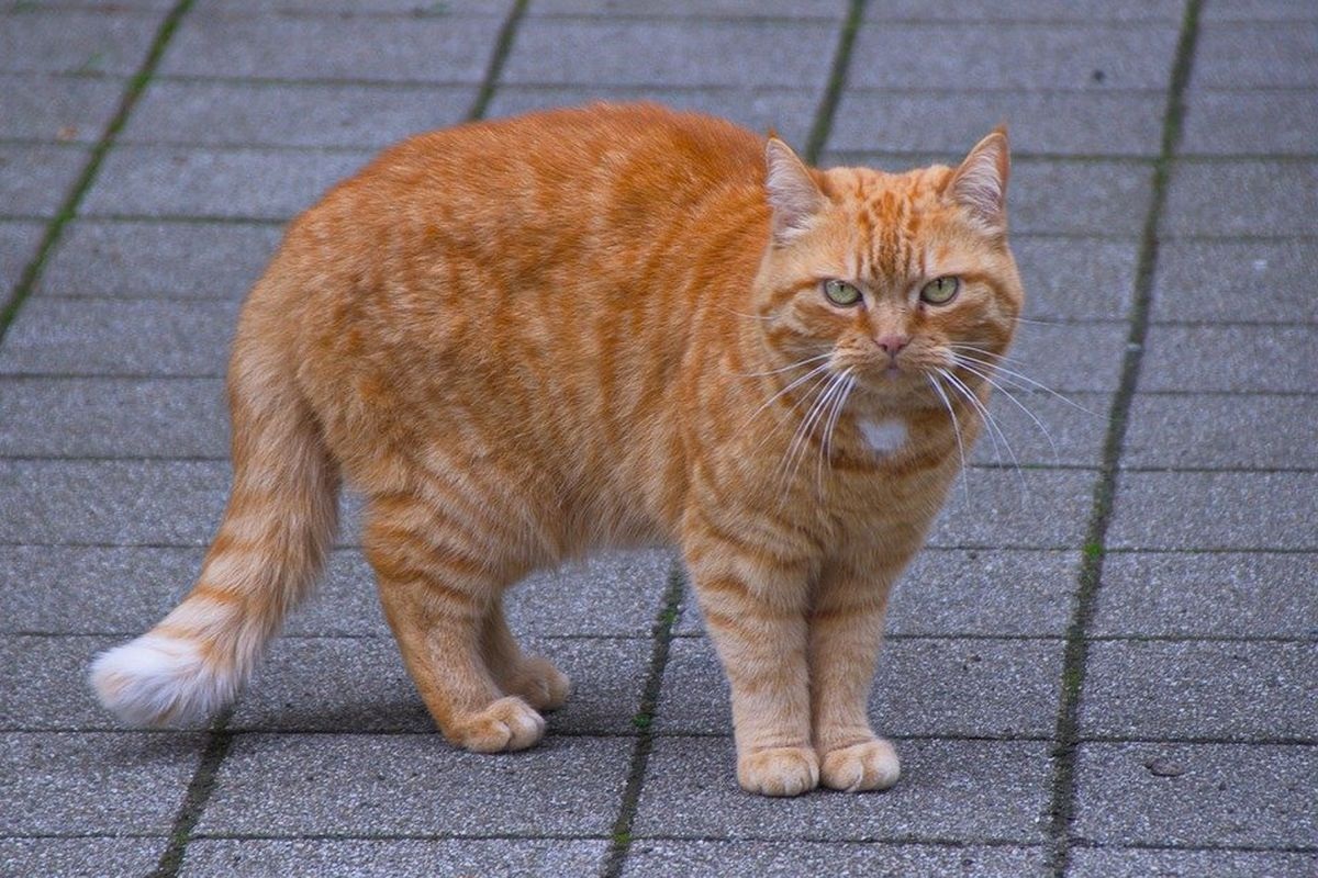 25 Nama Kucing Oren dengan Julukan Unik dan Memiliki Arti Sesuai dengan Karakter Anabul, Cocok Untuk Kucing Mu
