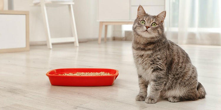 Inilah 6 Cara Mengatasi Bau Kotoran Kucing di Pasir, Ayo Buat Lingkungan Bersih! Apakah No. 1 Bisa Dilakukan?