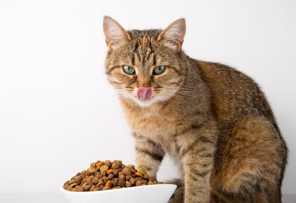 7 Rekomendasi Merk Makanan Kucing Harga Terjangkau, Buat Anabul Sehat Penuh Gizi dan Nutrisi