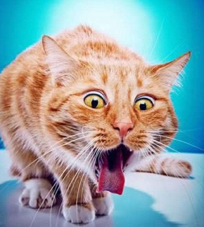 Cocok Untuk Mengusir Kucing Liar Tanpa Menyakiti, Berikut 6 Bau Yang Tidak Disukai Kucing 