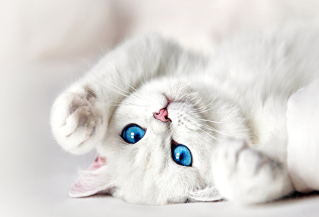 Tertarik dengan Kucing Mata Biru? Berikut 5 Ras Kucing Bermata Biru yang Bisa Memikat Catlovers