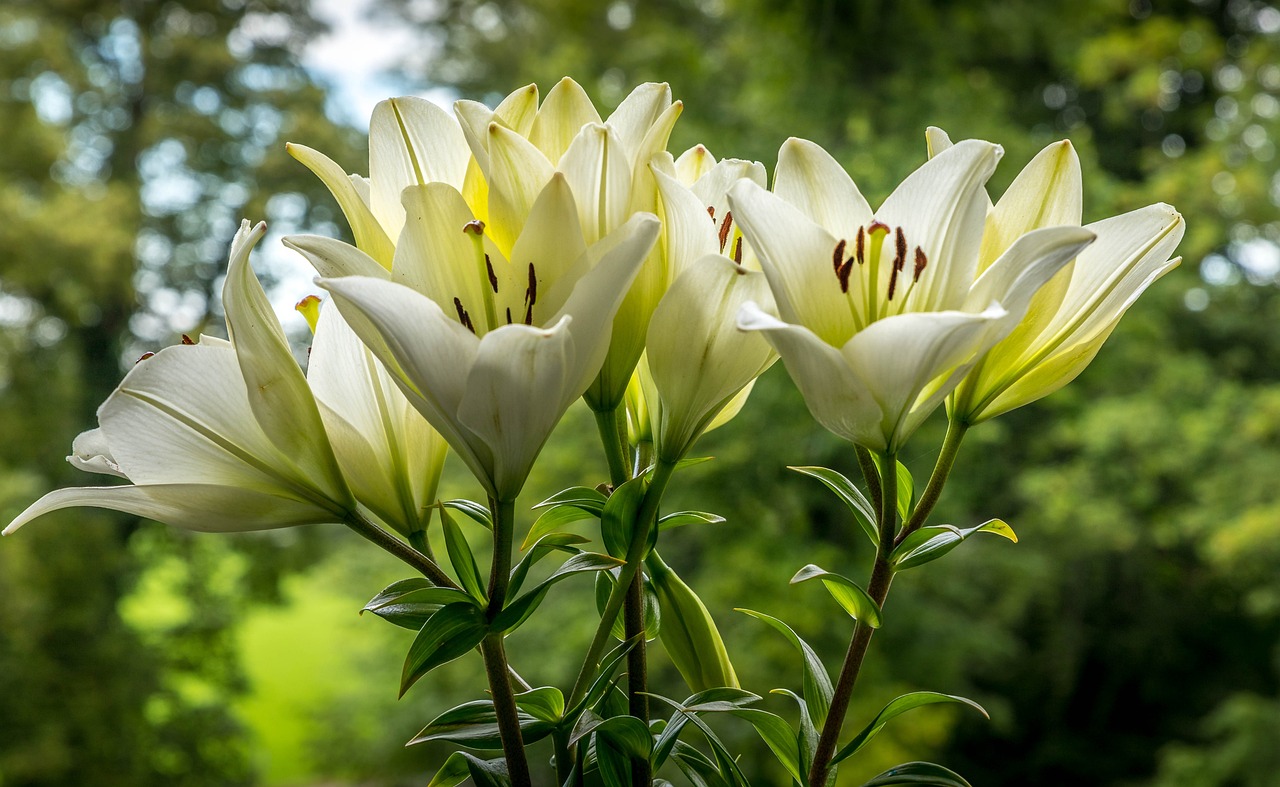Punya Tampilan Menarik dan Aroma Semerbak, Ini 5 Jenis Tanaman Bunga Lili, yang Cocok Jadi Dekorasi Rumah