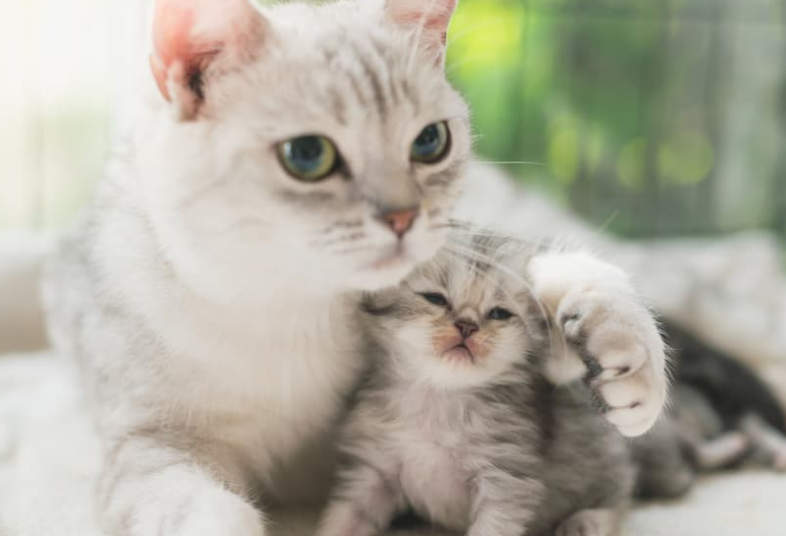 Ternyata inilah Alasan Kenapa Kucing Memakan Anaknya Sendiri Setelah Melahirkan