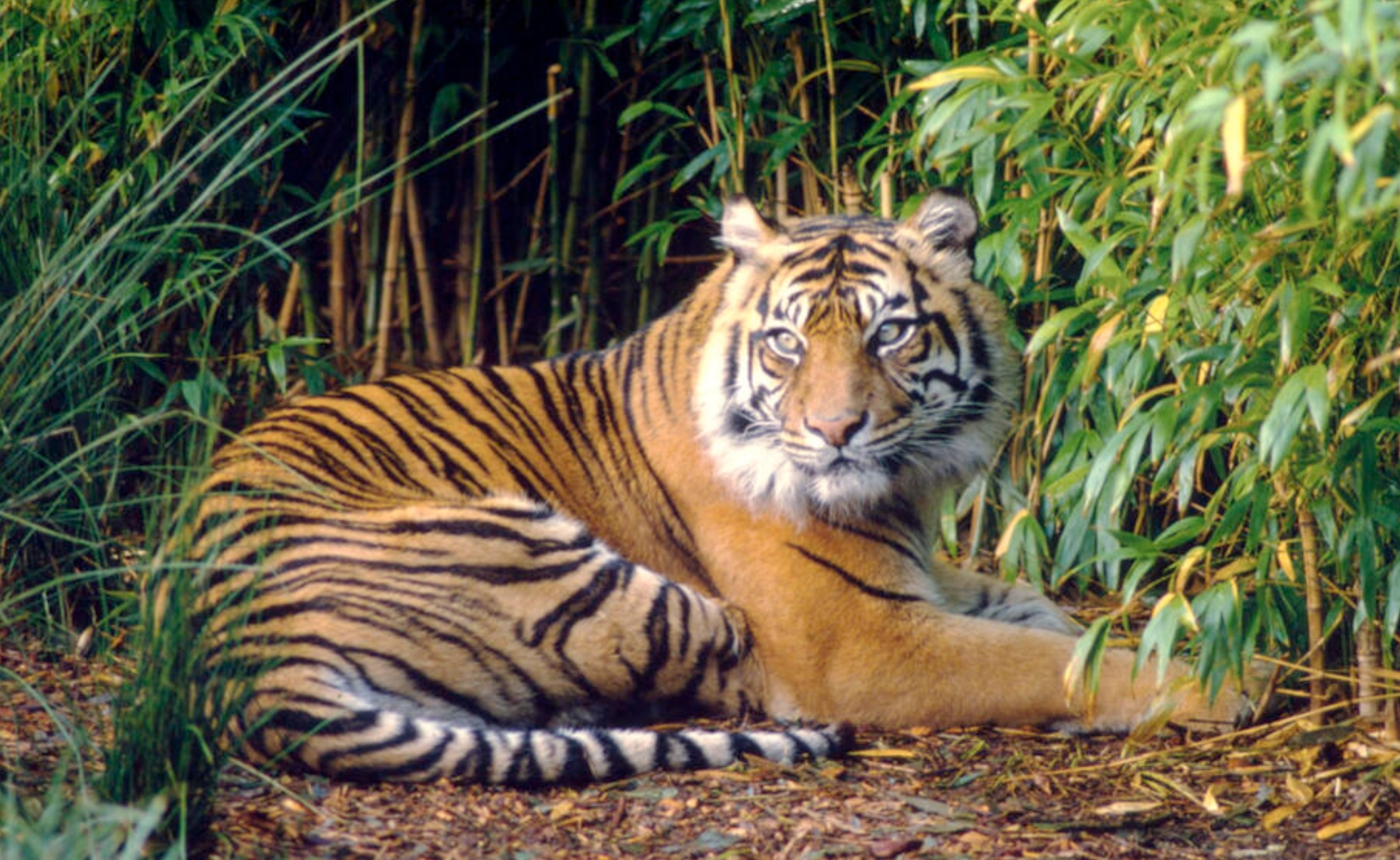 Sempat Ada Wacana Harimau Sumatera Mengisi Kepunahan Harimau di Pulau Jawa dan Bali, Tapi...