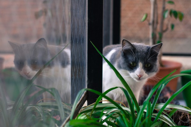 Pemilik Kucing Harus Selektif! Ini 5 Jenis Tanaman Hias yang Beracun Bagi Kucing, Sering Jadi Tanaman Indoor