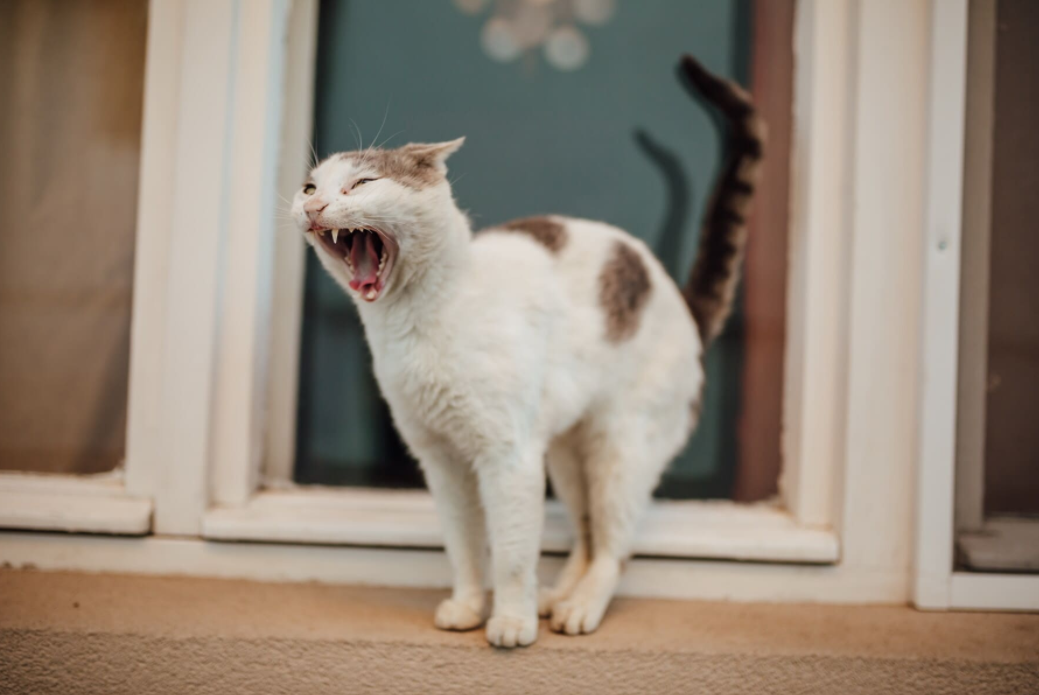 Bagaimana Tanda Kucing Marah Melalui Ekornya? Yuk Kenali 6 Arti Gerakan Ekor Kucing yang Menunjukan Emosinya