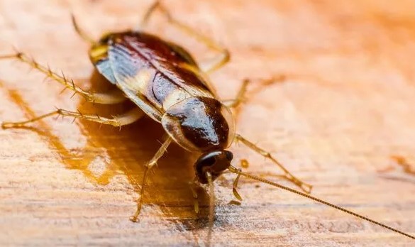 Fossil Hidup? Mengenal Lebih Dalam 4 Fakta Unik Serangga Kecoak yang Semakin Dilupakan