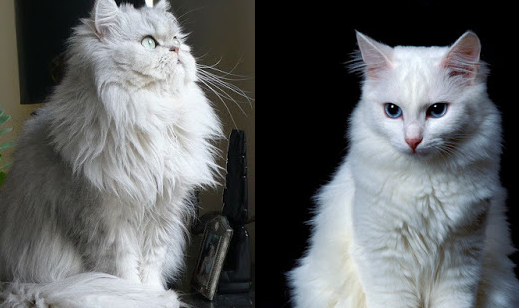 Sering Keliru! Berikut 4 Cara Membedakan Kucing Anggora dan Persia, yang Masih Jarang Diketahui
