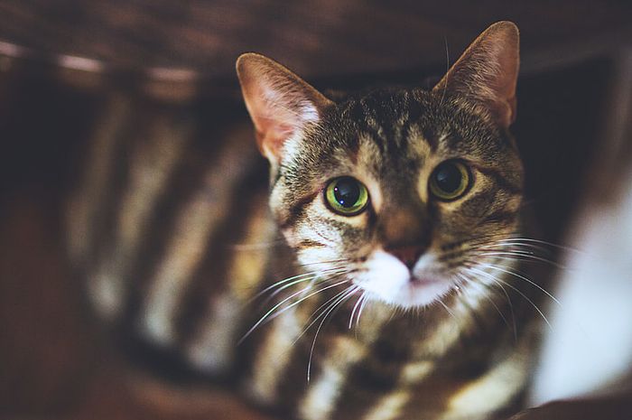Mengenal 5 Arti Gerakan Mata Kucing yang Penuh Makna, Cat Lovers Sudah Tahu? Yuk Pahami Maksud Anabul!